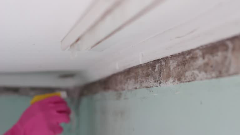 Best Asbestos and Lead Testing During Mold Inspection  in Manana, HI